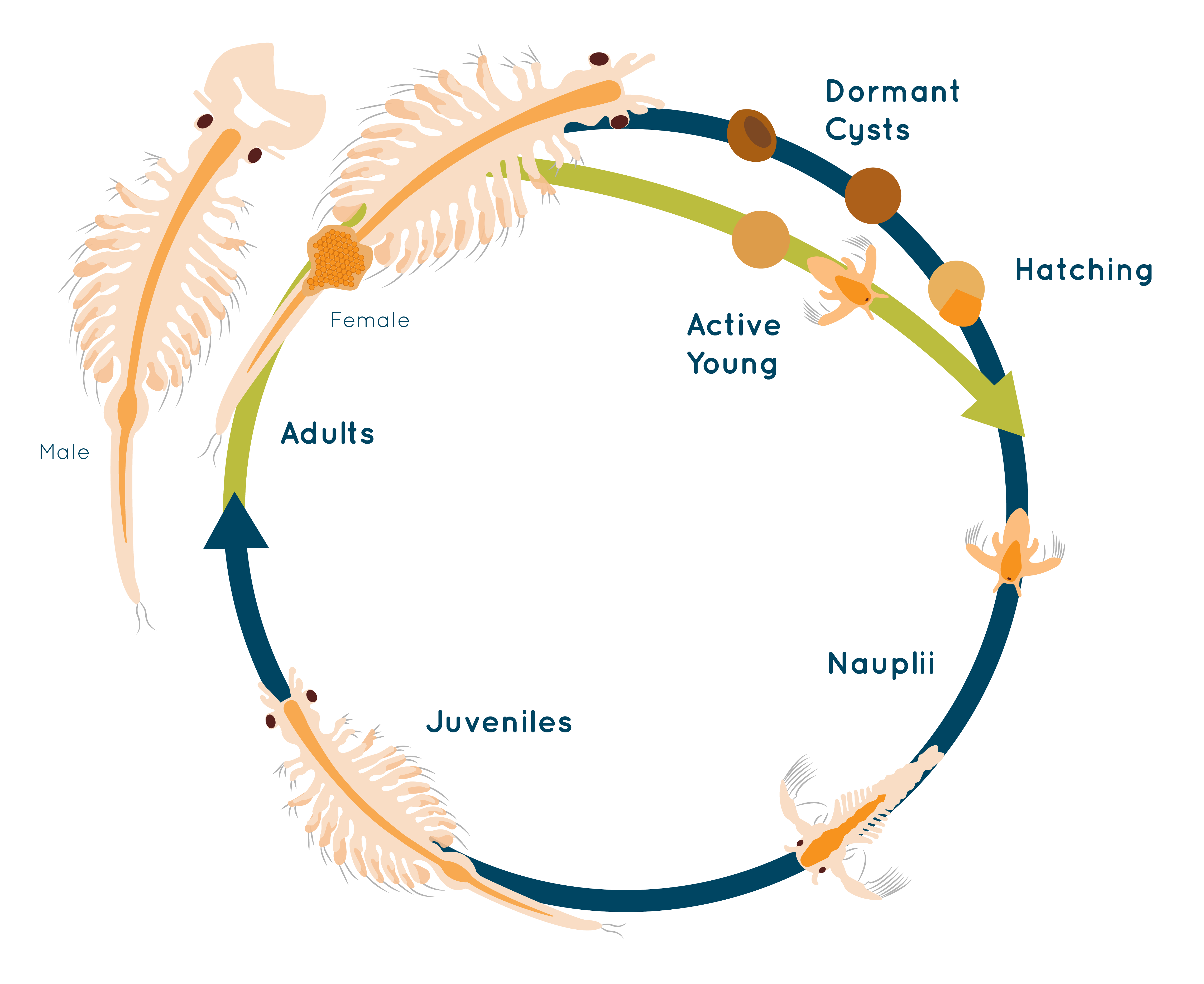 Brine Shrimp: Life Cycle, Benefits & DIY Hatchery - Shrimp and